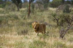 Ein umherstreifender Löwe, fotografiert auf einer Safari in Africa