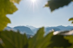 Sonnenstrahlen zwischen Weinblättern und Bergen