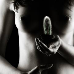 Aktfotografie: Im Zangenlicht geformte Brust mit einem Kaktus